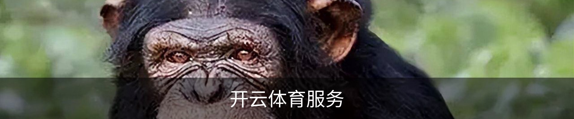 开云体育服务